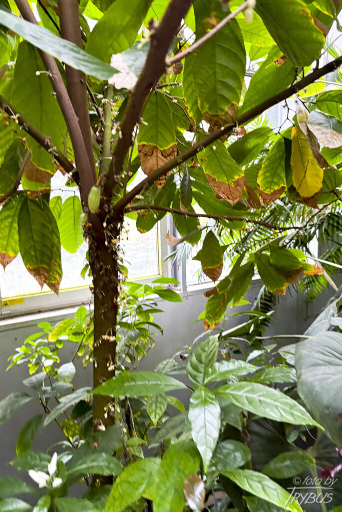 Fotografia przedstawia kwitnący kakaowiec właściwy. To gatunek rośliny z rodziny ślazowatych. Pochodzi z Ameryki Południowej i Środkowej, poza tym jest szeroko rozpowszechniony w uprawie