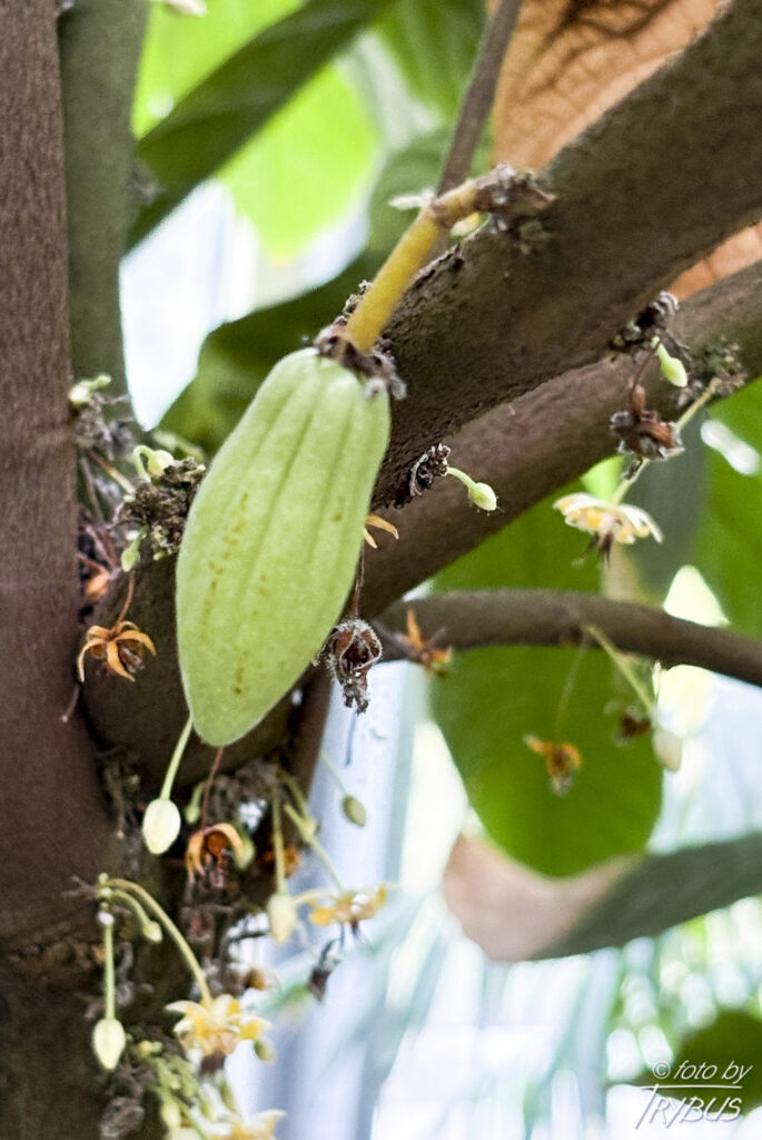 Fotografia przedstawia owoc i kwiaty kakaowca właściwego. To gatunek rośliny z rodziny ślazowatych. Pochodzi z Ameryki Południowej i Środkowej, poza tym jest szeroko rozpowszechniony w uprawie