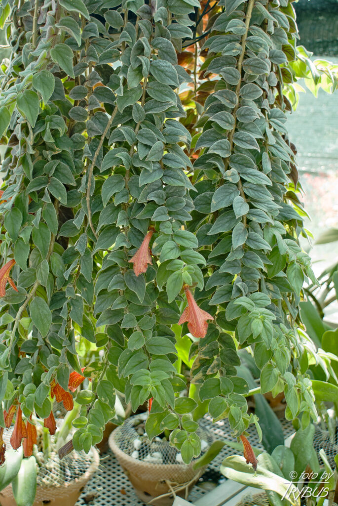Fotografia przedstawia kwitnącą kolumneę okazałą. To gatunek rośliny z rodziny ostrojowatych. Pochodzi z Panamy w Ameryce Środkowej. Rośnie w wilgotnych lasach strefy zwrotnikowej.