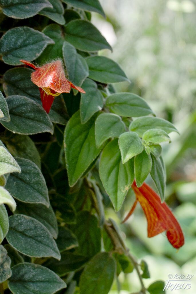 Fotografia przedstawia kwitnącą kolumneę okazałą. To gatunek rośliny z rodziny ostrojowatych. Pochodzi z Panamy w Ameryce Środkowej. Rośnie w wilgotnych lasach strefy zwrotnikowej.