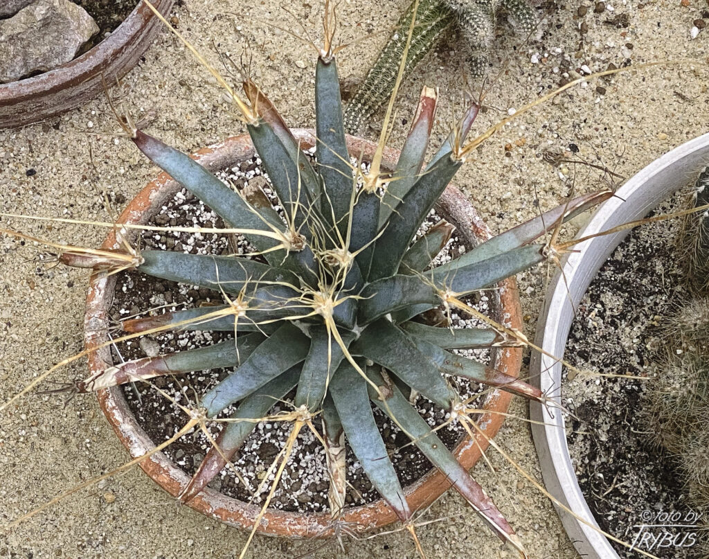 Fotografia przedstawia Leuchtenbergię principis. Nie wygląda ona jak kaktus – brodawki są trójkątne, podobnie jak liście agawy – stąd popularna angielska nazwa „Agave Cactus”.