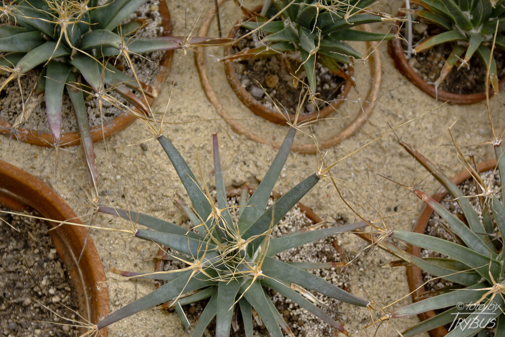 Fotografia przedstawia Leuchtenbergię principis. Nie wygląda ona jak kaktus – brodawki są trójkątne, podobnie jak liście agawy – stąd popularna angielska nazwa „Agave Cactus”.