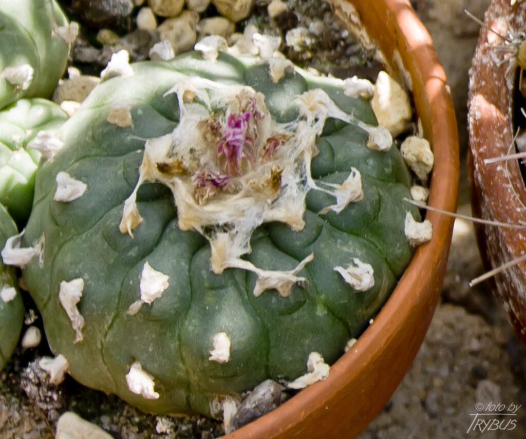 Fotografia przedstawia Lophophorę williamsii. Jest to kaktus kulisty, rośnie samotnie, ale z wiekiem może rozrastać się tworząc kępy. Jest psychodelikiem, związana z obrzędami starych indiańskich kultur.