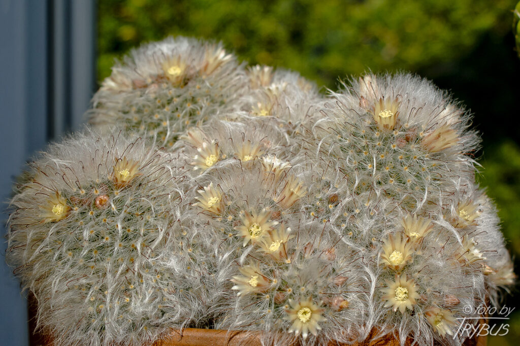 Fotografia przedstawia kwitnącą Mammillarię bocasana. Powszechnie nazywana jest „kaktusem pudrowym”, ponieważ wygląda jak wacik – cała roślina jest pokryta jedwabistobiałymi włoskami.