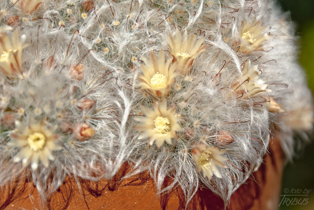 Fotografia przedstawia kwitnącą Mammillarię bocasana. Powszechnie nazywana jest „kaktusem pudrowym”, ponieważ wygląda jak wacik – cała roślina jest pokryta jedwabistobiałymi włoskami.