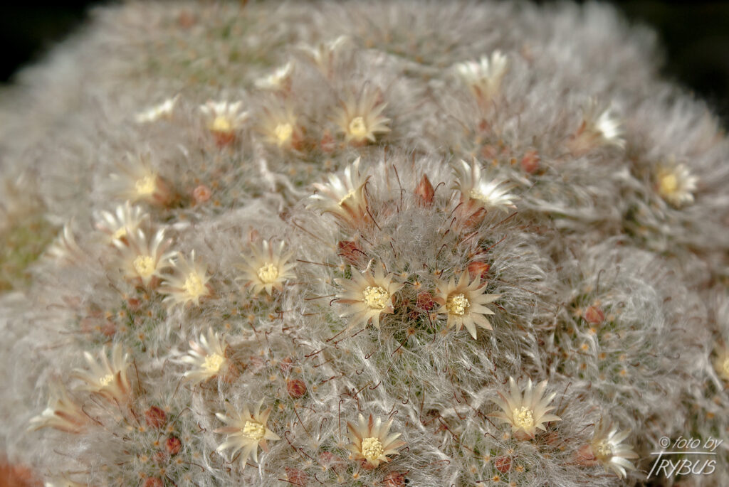 Fotografia przedstawia kwitnącą Mammillarię bocasana. Powszechnie nazywana jest „kaktusem pudrowym”, ponieważ wygląda jak wacik – cała roślina jest pokryta jedwabistobiałymi włoskami.