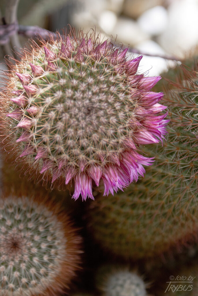 Fotografia przedstawia kwitnącą Mammillarię duoformis var. xuchiapensis. To kaktus kulisty, a z czasem cylindryczny, rozrasta w kępy. Obficie kwitnie w środku lata karminowymi kwiatami.