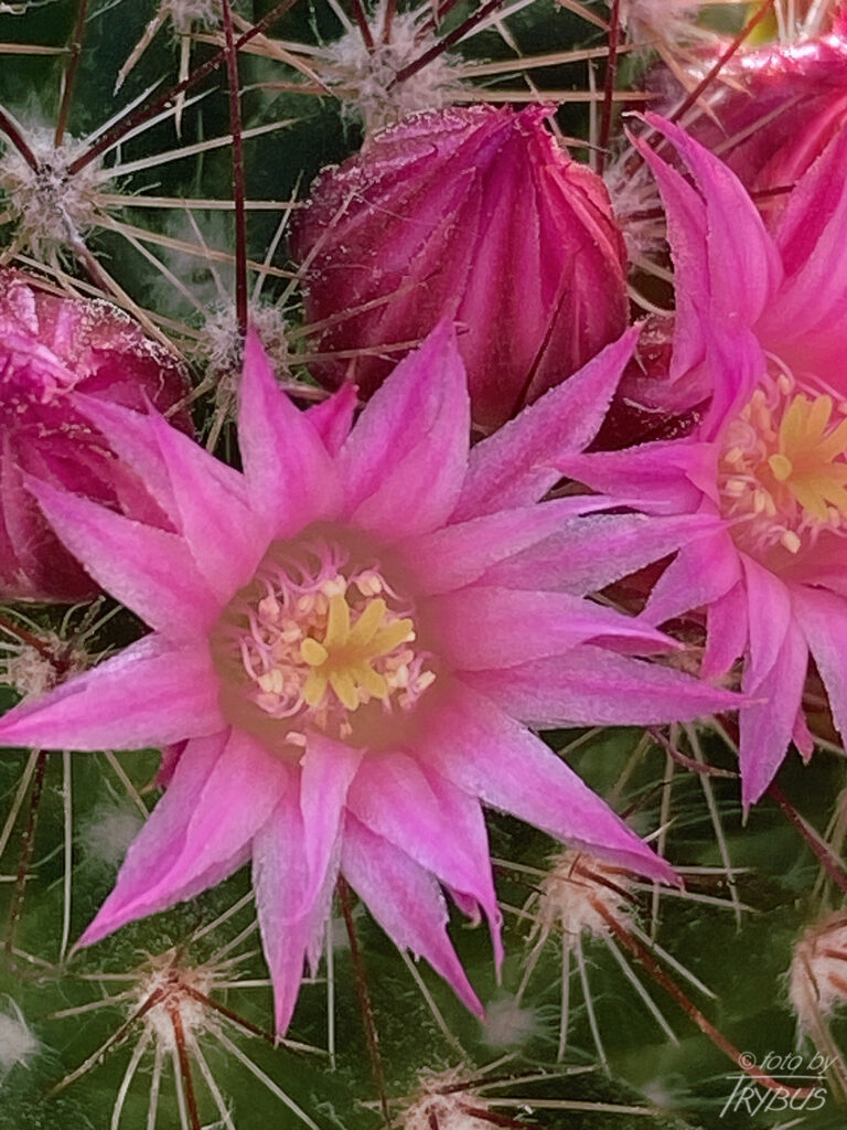 Fotografia przedstawia kwitnącą Mammillarię duoformis var. xuchiapensis. To kaktus kulisty, a z czasem cylindryczny, rozrasta w kępy. Obficie kwitnie w środku lata karminowymi kwiatami.