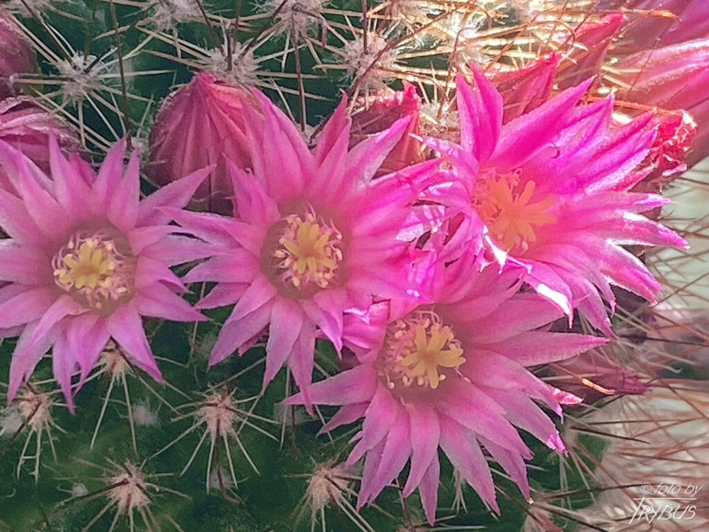 Fotografia przedstawia kwitnącą Mammillarię duoformis var. xuchiapensis. To kaktus kulisty, a z czasem cylindryczny, rozrasta w kępy. Obficie kwitnie w środku lata karminowymi kwiatami.