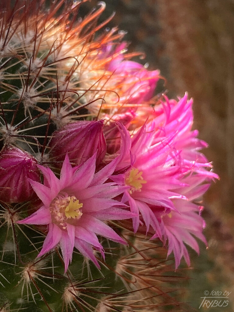 Fotografia przedstawia kwitnącą Mammillarię duoformis var. xuchiapensis. To kaktus kulisty, a z czasem cylindryczny, rozrasta w kępy. Obficie kwitnie w środku lata karminowymi kwiatami.