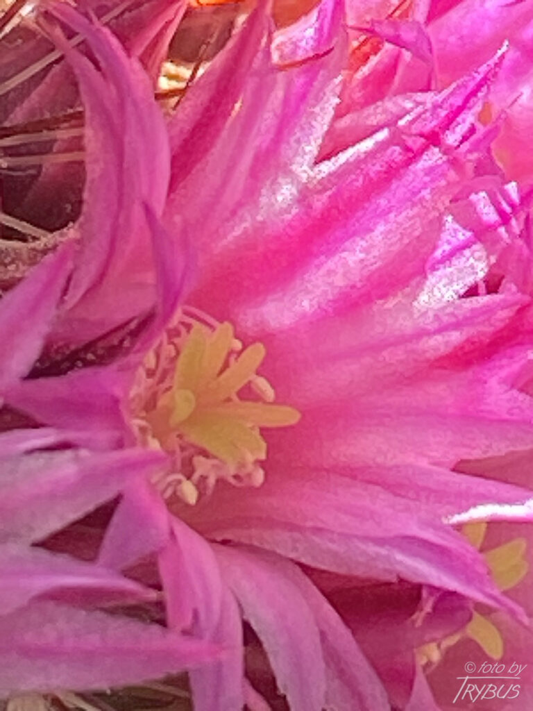 Fotografia przedstawia zbliżenie na kwiat Mammillarii duoformis var. xuchiapensis. To kaktus kulisty, a z czasem cylindryczny, rozrasta w kępy. Obficie kwitnie w środku lata karminowymi kwiatami.