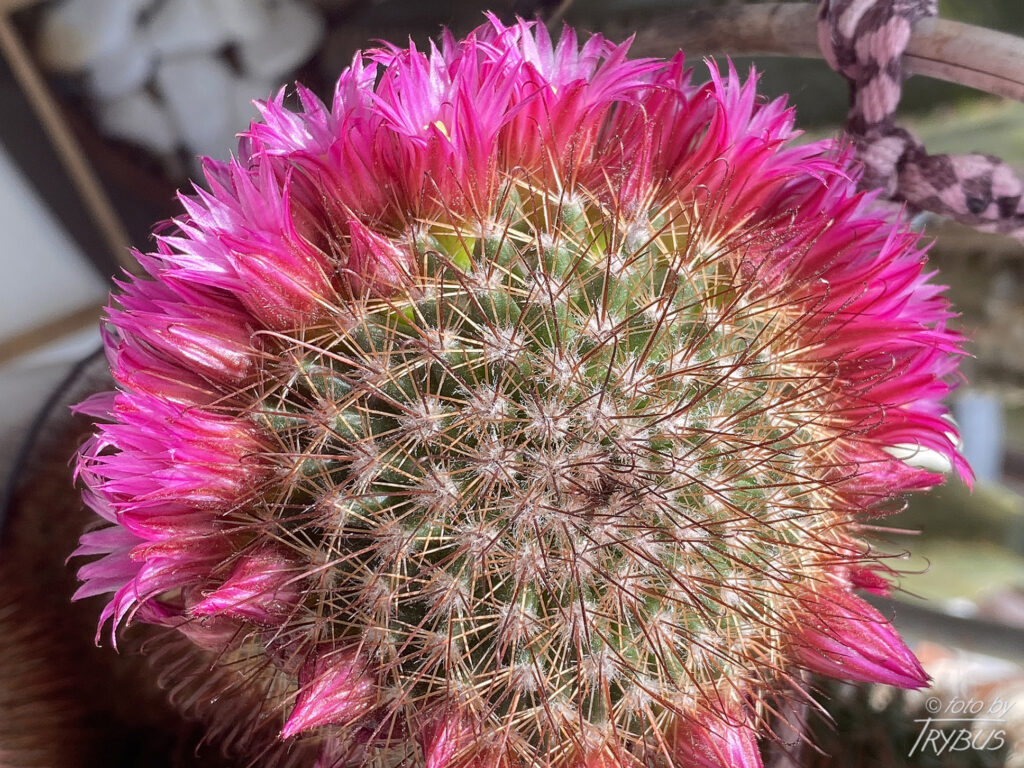 Fotografia przedstawia kwitnącą Mammillarię duoformis var. xuchiapensis. To kaktus kulisty, a z czasem cylindryczny, rozrasta w kępy. Obficie kwitnie w środku lata karminowymi kwiatami.