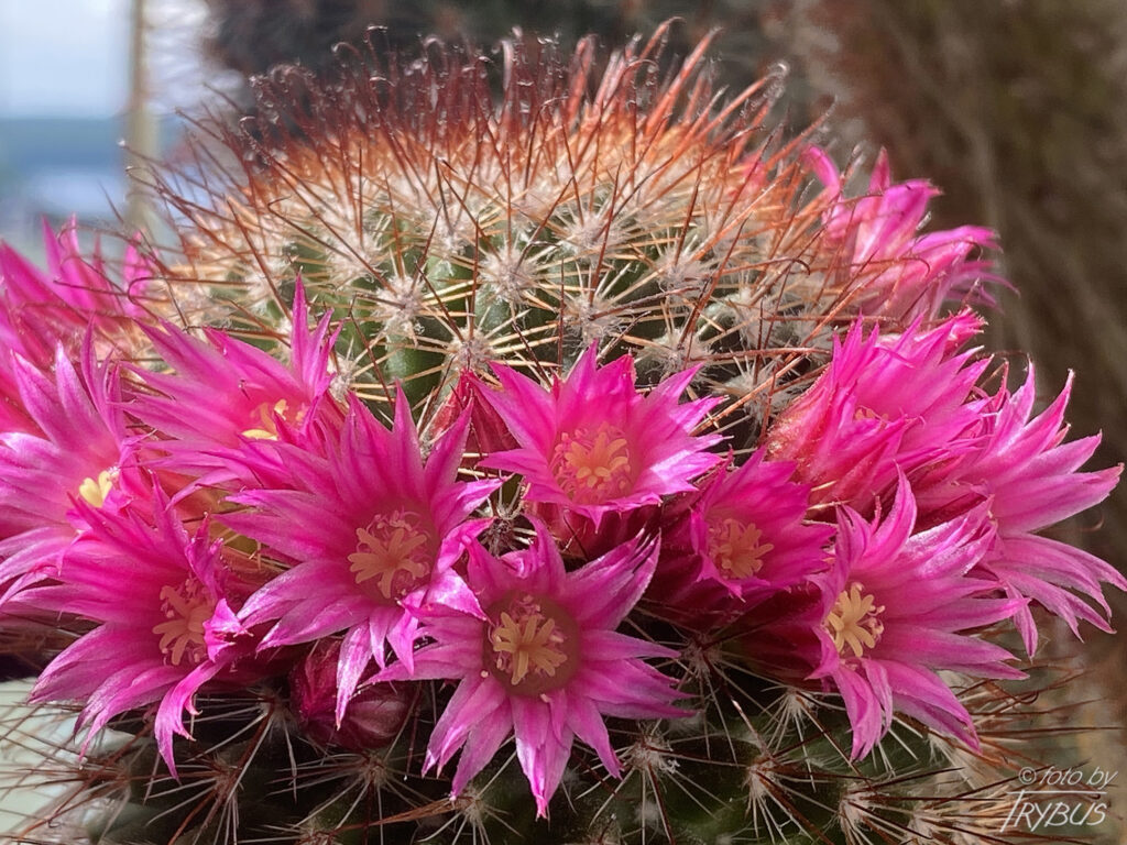 Fotografia przedstawia kwitnącą Mammillarię duoformis var. xuchiapensis. To kaktus kulisty, a z czasem cylindryczny, rozrasta w kępy. Obficie kwitnie w środku lata karminowymi kwiatami.