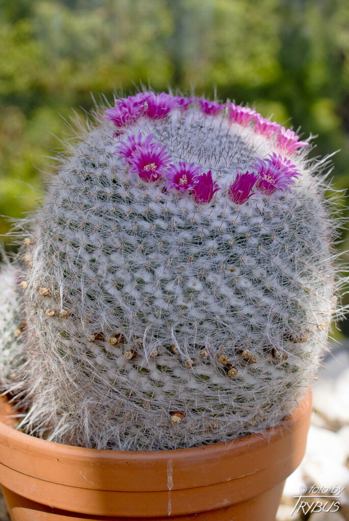 Fotografia przedstawia kwiat Mammillarii hahniana. Posiada długie, białe, cienkie i elastyczne włoski, które mogą gęsto okrywać roślinę. Obficie kwitnie, nawet gdy jest młoda.