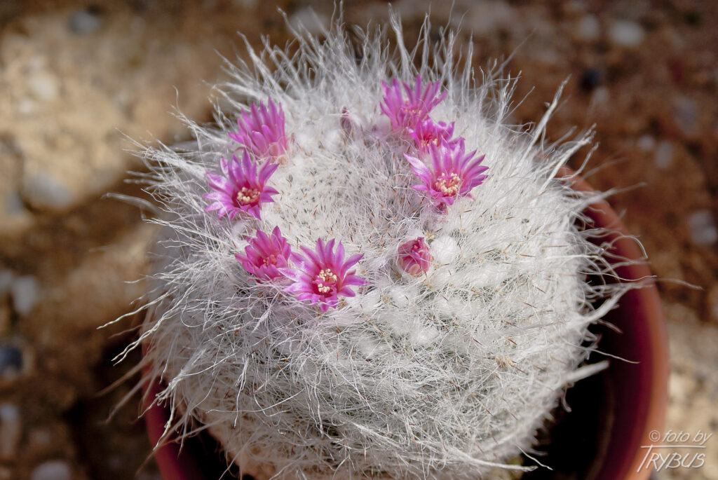 Fotografia przedstawia kwiat Mammillarii hahniana. Posiada długie, białe, cienkie i elastyczne włoski, które mogą gęsto okrywać roślinę. Obficie kwitnie, nawet gdy jest młoda.