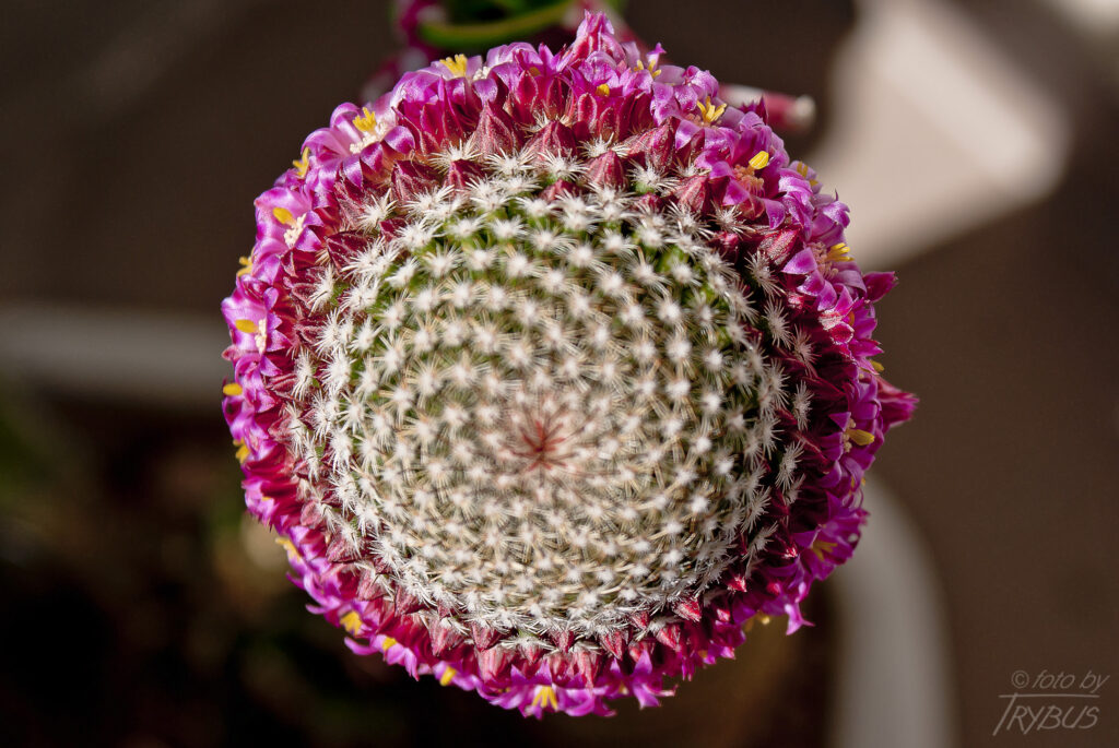 Fotografia przedstawia kwitnącą Mammillarię matudae. Jest kaktusem kulistym, później kolumnowym, może rozrastać się w kępę. Gdy kwitnie otoczona pełnym pierścieniem o szerokości 2-3 kwiatów, w kolorze karminu.