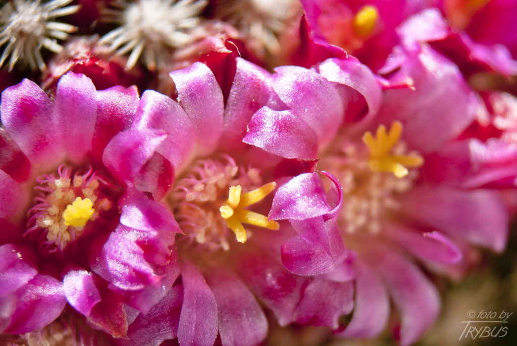 Fotografia przedstawia kwitnącą Mammillarię matudae. Jest kaktusem kulistym, później kolumnowym, może rozrastać się w kępę. Gdy kwitnie otoczona pełnym pierścieniem o szerokości 2-3 kwiatów, w kolorze karminu.