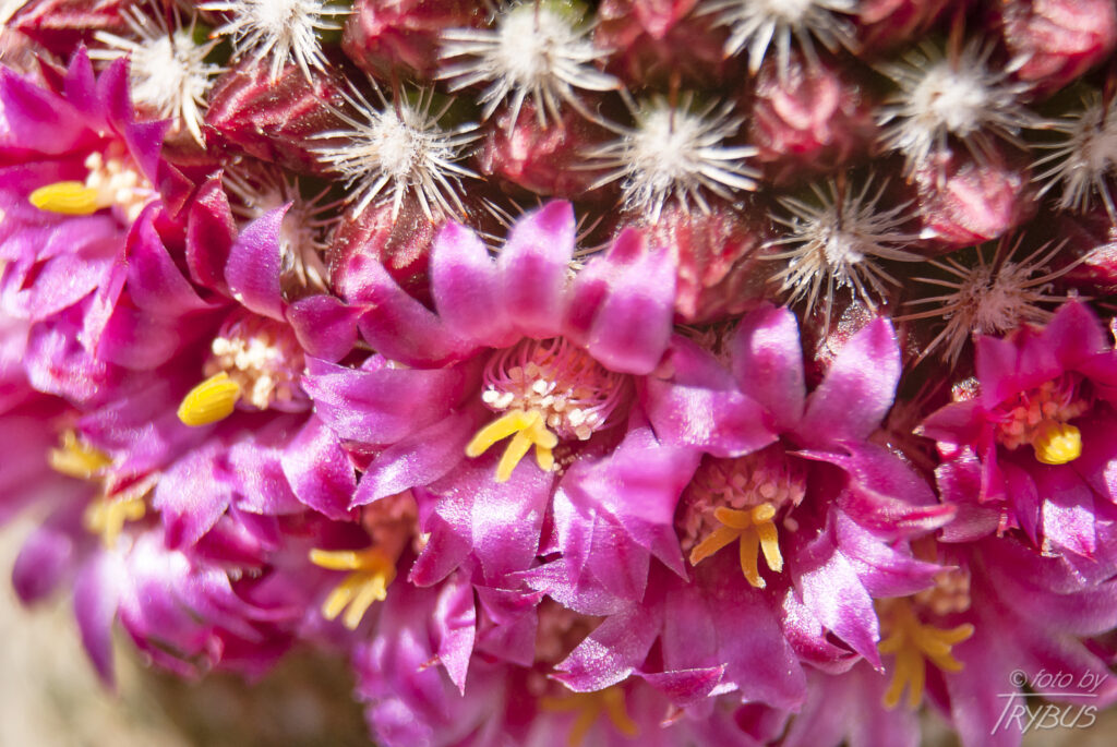 Fotografia przedstawia kwitnącą Mammillarię matudae. Jest kaktusem kulistym, później kolumnowym, może rozrastać się w kępę. Gdy kwitnie otoczona pełnym pierścieniem o szerokości 2-3 kwiatów, w kolorze karminu.