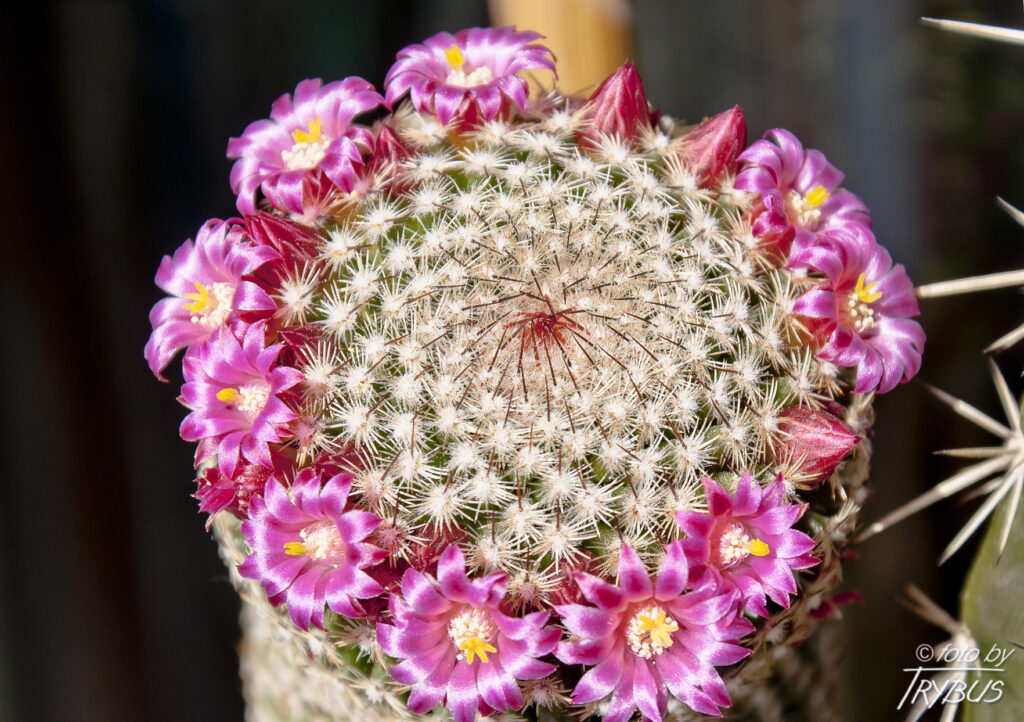 Fotografia przedstawia kwitnącą Mammillarię matudae. Jest kaktusem kulistym, później kolumnowym, może rozrastać się w kępę. Gdy kwitnie otoczona pełnym pierścieniem o szerokości 2-3 kwiatów, w kolorze karminu.
