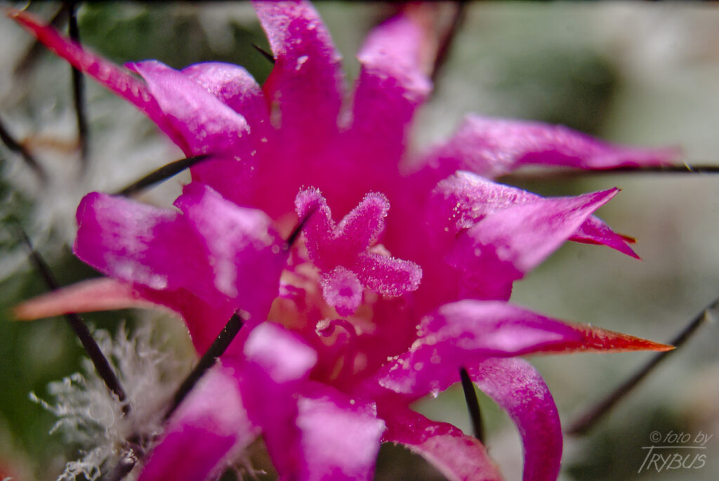 Fotografia przedstawia kwitnącą Mammillarię polythele subs. Polythele. To kaktus rosnący pojedynczo, początkowo kulisty, a starsze okazy są cylindryczne. Kwitnie różowo-fioletowymi kwiatami w pierścieniu wokół wierzchołka.