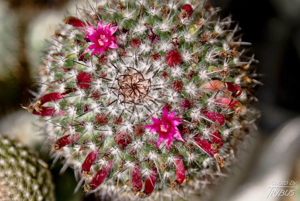 Fotografia przedstawia kwitnącą Mammillarię polythele subs. Polythele. To kaktus rosnący pojedynczo, początkowo kulisty, a starsze okazy są cylindryczne. Kwitnie różowo-fioletowymi kwiatami w pierścieniu wokół wierzchołka.