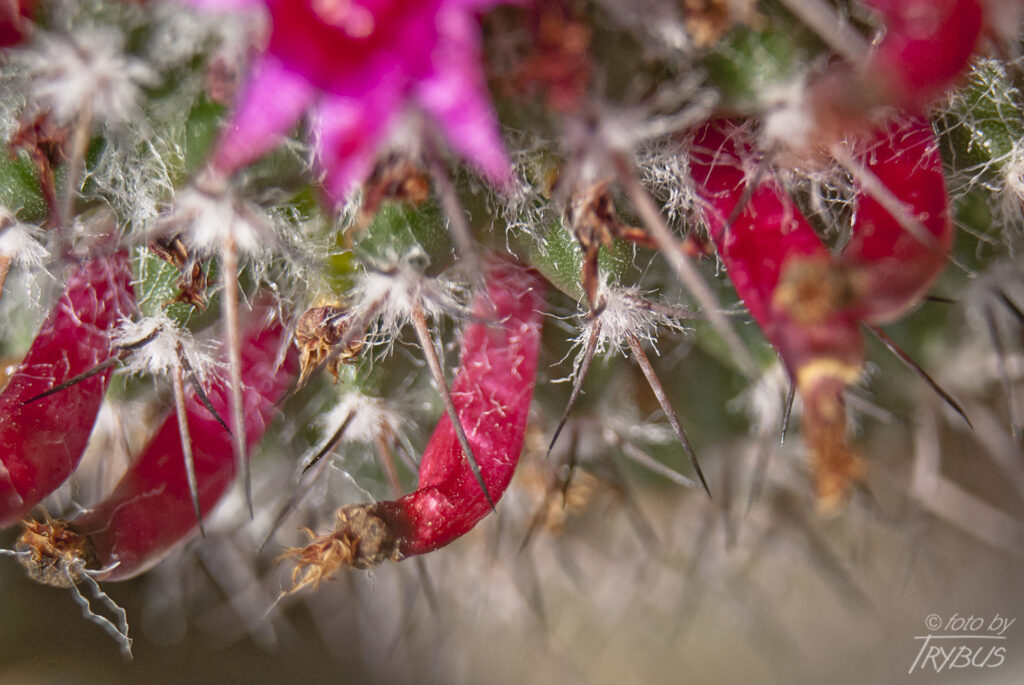 Fotografia przedstawia kwitnącą Mammillarię polythele subs. Polythele. To kaktus rosnący pojedynczo, początkowo kulisty, a starsze okazy są cylindryczne. Kwitnie różowo-fioletowymi kwiatami w pierścieniu wokół wierzchołka.