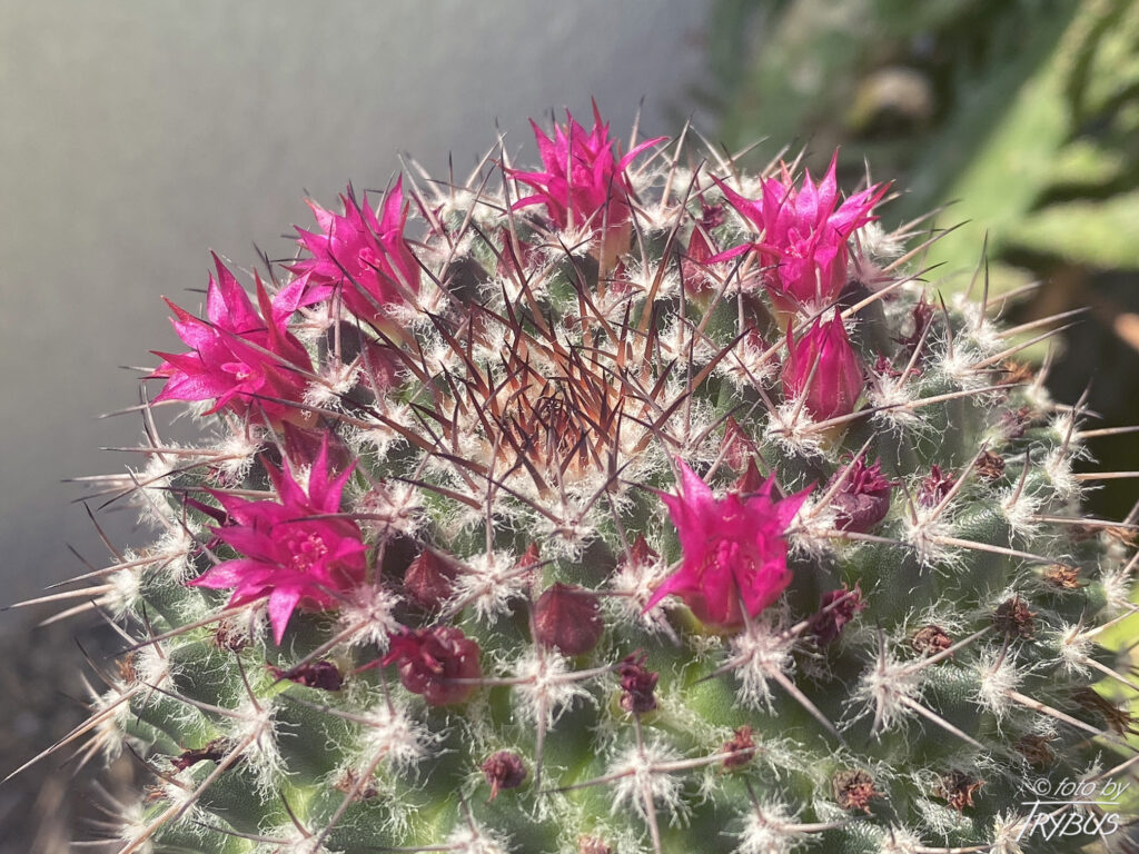 Fotografia przedstawia kwitnącą Mammillarię polythele subs. Polythele. To kaktus rosnący pojedynczo, początkowo kulisty, a starsze okazy są cylindryczne. Kwitnie różowo-fioletowymi kwiatami w pierścieniu wokół wierzchołka.