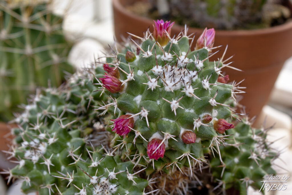 Fotografia przedstawia kwitnącą Mammillarię polythele subs. Polythele. To kaktus rosnący pojedynczo, początkowo kulisty, a starsze okazy są cylindryczne. Kwitnie różowo-fioletowymi kwiatami w pierścieniu wokół wierzchołka.