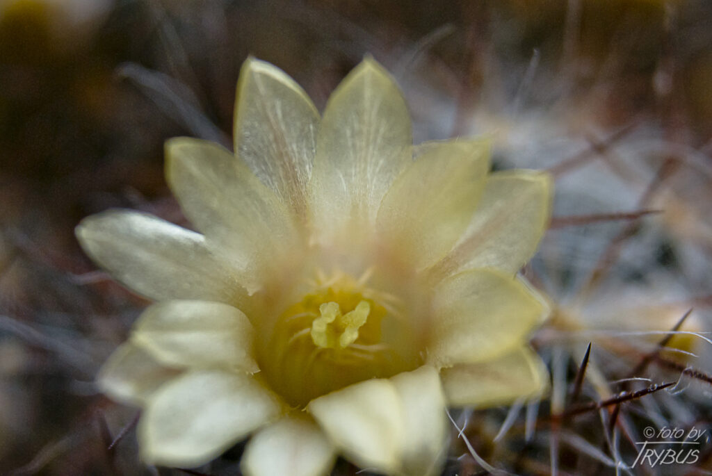 Fotografia przedstawia kwiat Mammillarię prolifera. To nisko rosnący kaktus, zwykle rozgałęziający się, często tworząc kolonie o średnicy 60 cm. Kwitnie bladożółtymi, niedużymi kwiatami.