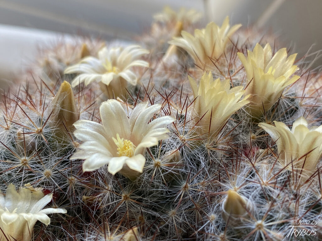 Fotografia przedstawia kwitnącą Mammillarię prolifera. To nisko rosnący kaktus, zwykle rozgałęziający się, często tworząc kolonie o średnicy 60 cm. Kwitnie bladożółtymi, niedużymi kwiatami.