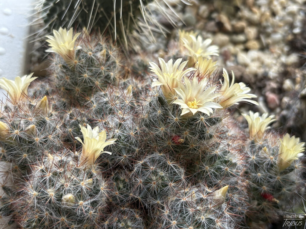 Fotografia przedstawia kwitnącą Mammillarię prolifera. To nisko rosnący kaktus, zwykle rozgałęziający się, często tworząc kolonie o średnicy 60 cm. Kwitnie bladożółtymi, niedużymi kwiatami.