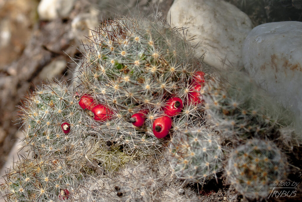 Fotografia przedstawia owocującą Mammillarię prolifera. To nisko rosnący kaktus, zwykle rozgałęziający się, często tworząc kolonie o średnicy 60 cm. Kwitnie bladożółtymi, niedużymi kwiatami.