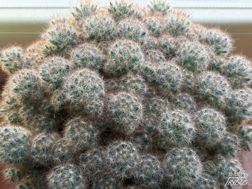 Fotografia przedstawia kwitnącą Mammillarię prolifera. To nisko rosnący kaktus, zwykle rozgałęziający się, często tworząc kolonie o średnicy 60 cm. Kwitnie bladożółtymi, niedużymi kwiatami.