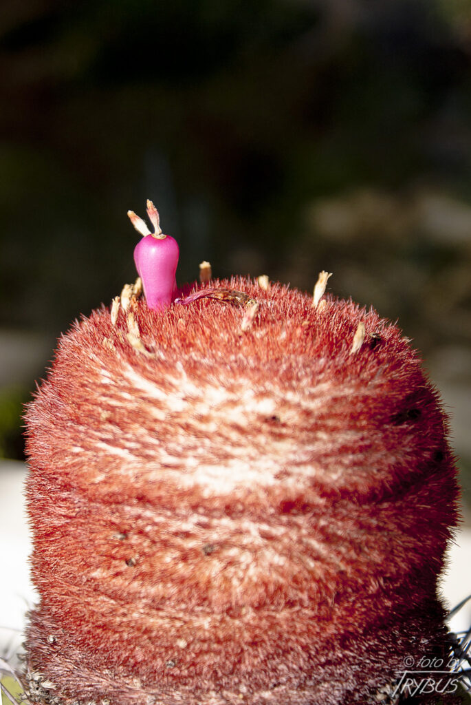 Fotografia przedstawia cefalium Melocactusa matanzanus z różowym owocem. To najczęściej uprawiany gatunek rodzaju melocactusów. Gdy są już dojrzałe do kwitnięcia wytwarzają cefalium skąd wyrastają kwiaty i owoce.