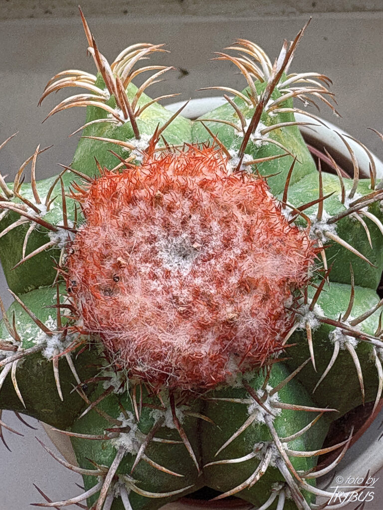 Fotografia przedstawia Melocactusa matanzanus. To najczęściej uprawiany gatunek rodzaju melocactusów. Gdy są już dojrzałe do kwitnięcia wytwarzają cefalium skąd wyrastają kwiaty i owoce.