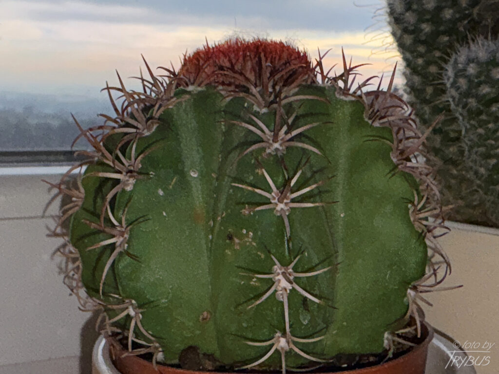 Fotografia przedstawia Melocactusa matanzanus. To najczęściej uprawiany gatunek rodzaju melocactusów. Gdy są już dojrzałe do kwitnięcia wytwarzają cefalium skąd wyrastają kwiaty i owoce.
