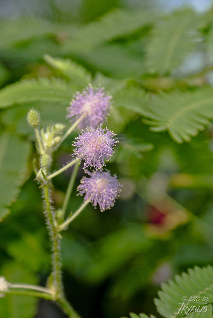 Fotografia przedstawia kwitnącą mimozę wstydliwą. To gatunek rośliny z rodziny bobowatych i podrodziny mimozowych. Uprawiana jest jako roślina doniczkowa i w ogrodach botanicznych
