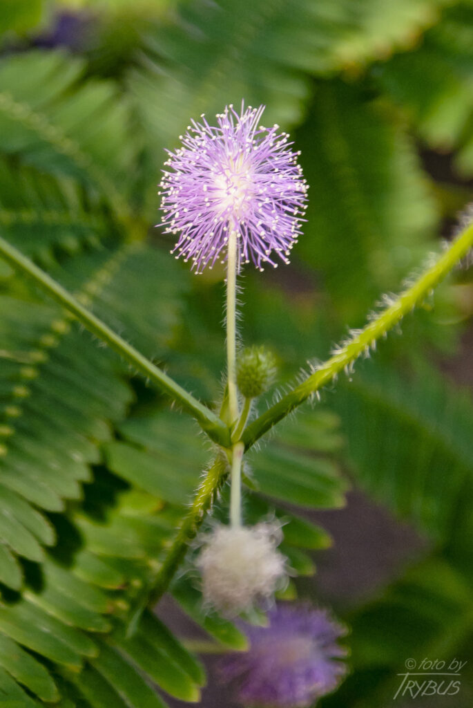 Fotografia przedstawia kwitnącą mimozę wstydliwą. To gatunek rośliny z rodziny bobowatych i podrodziny mimozowych. Uprawiana jest jako roślina doniczkowa i w ogrodach botanicznych
