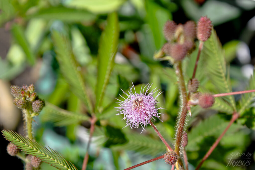 Fotografia przedstawia kwitnącą mimozę wstydliwą. To gatunek rośliny z rodziny bobowatych i podrodziny mimozowych. Uprawiana jest jako roślina doniczkowa i w ogrodach botanicznych