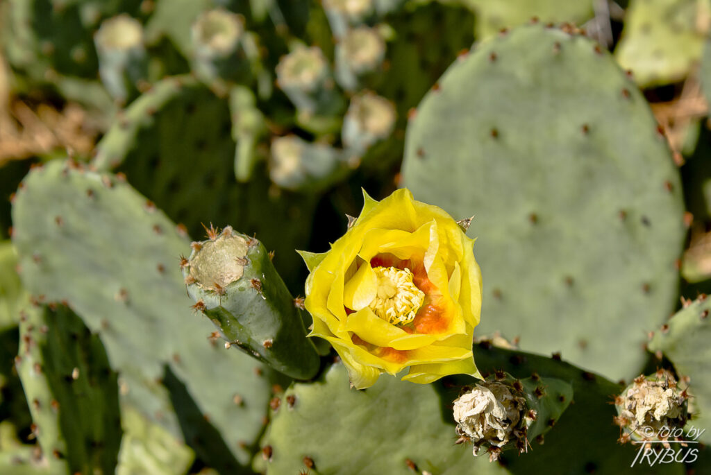 Fotografia przedstawia kwiat Opuntii humifusa, obok wykształcają się już owoce. To kaktus najbardziej odporny na mróz – w Quebecu wytrzymuje temperaturę do -35°C.