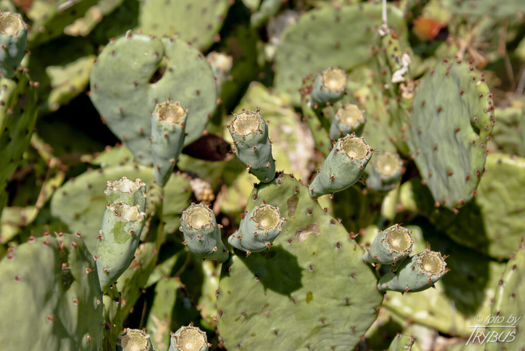Fotografia przedstawia rozrośnietą kępę Opuntii humifusa z rozwijającymi się owocami. To kaktus najbardziej odporny na mróz – w Quebecu wytrzymuje temperaturę do -35°C.