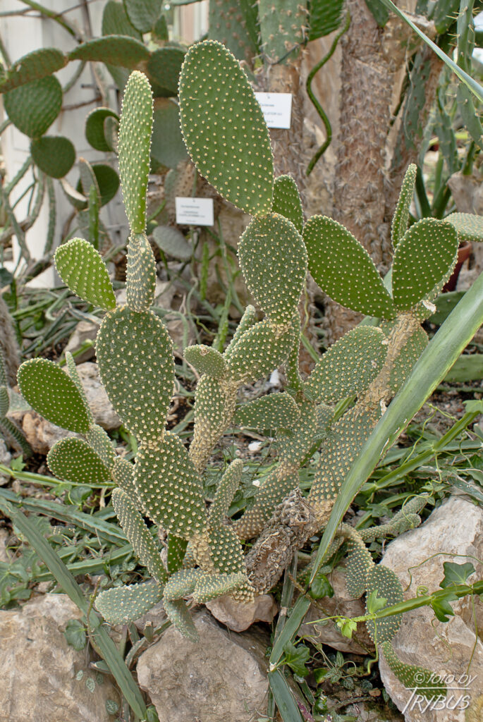 Fotografia przedstawia Opuntię microdasys – opuncja drobnokolczasta jest zwykle niska, mocno rozgałęziona i czasami płożąca. Nie na nich cierni, ale występują licznie drobno zadziorowe glochidy.