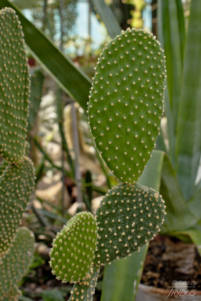 Fotografia przedstawia Opuntię microdasys – opuncja drobnokolczasta jest zwykle niska, mocno rozgałęziona i czasami płożąca. Nie na nich cierni, ale występują licznie drobno zadziorowe glochidy.