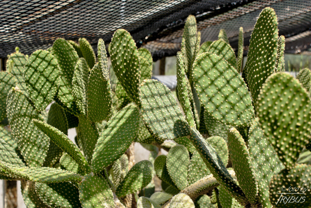 Fotografia przedstawia Opuntię microdasys – opuncja drobnokolczasta jest zwykle niska, mocno rozgałęziona i czasami płożąca. Nie na nich cierni, ale występują licznie drobno zadziorowe glochidy.