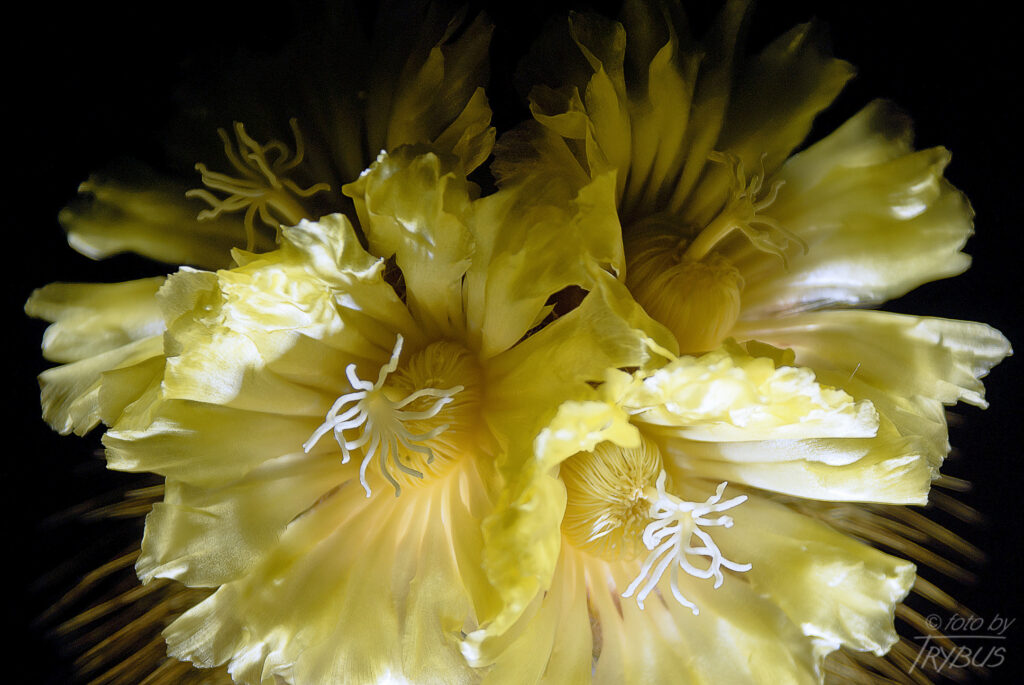 Fotografia przedstawia kwitnącą Parodię leninghausii. Jest bardzo popularnym gatunkiem kaktusa, cenionym z powodu delikatnych złotych cierni i jedwabistożółtych kwiatów.