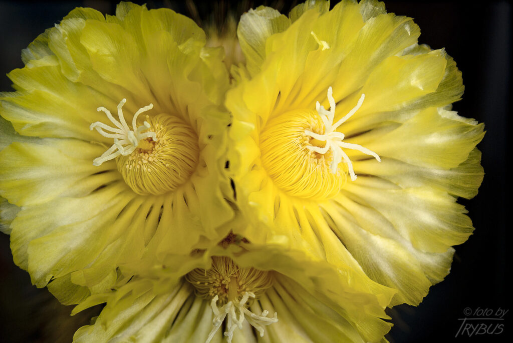 Fotografia przedstawia kwitnącą Parodię leninghausii. Jest bardzo popularnym gatunkiem kaktusa, cenionym z powodu delikatnych złotych cierni i jedwabistożółtych kwiatów.