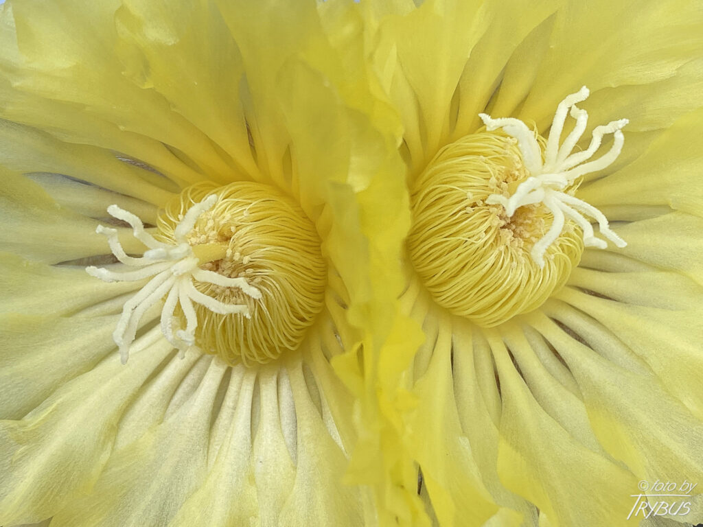 Fotografia przedstawia kwitnącą Parodię leninghausii. Jest bardzo popularnym gatunkiem kaktusa, cenionym z powodu delikatnych złotych cierni i jedwabistożółtych kwiatów.