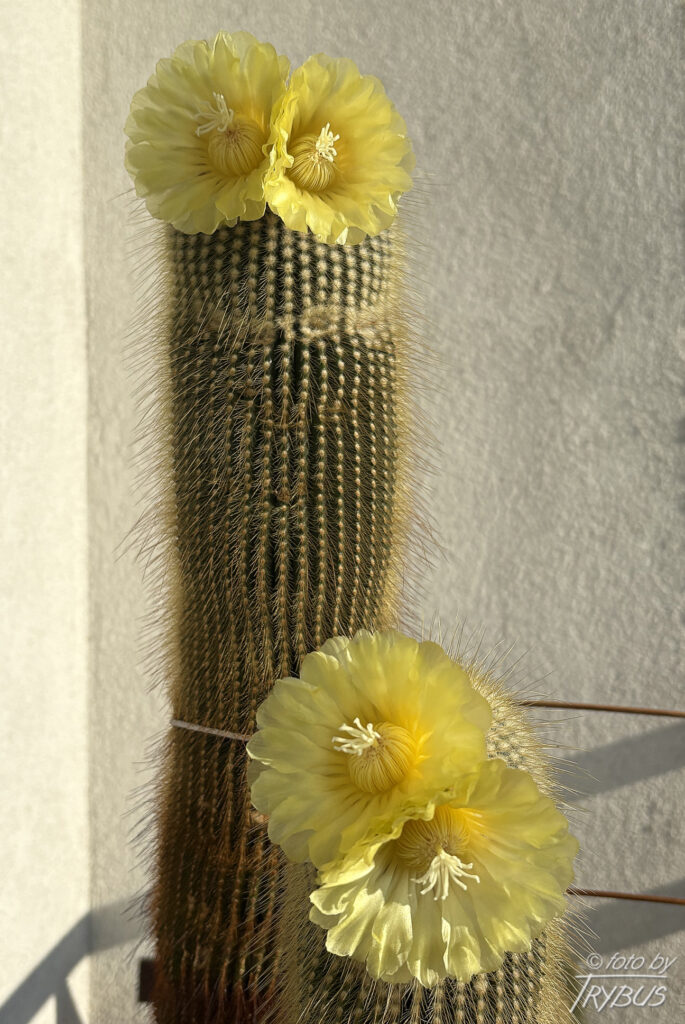 Fotografia przedstawia kwitnącą Parodię leninghausii. Jest bardzo popularnym gatunkiem kaktusa, cenionym z powodu delikatnych złotych cierni i jedwabistożółtych kwiatów.