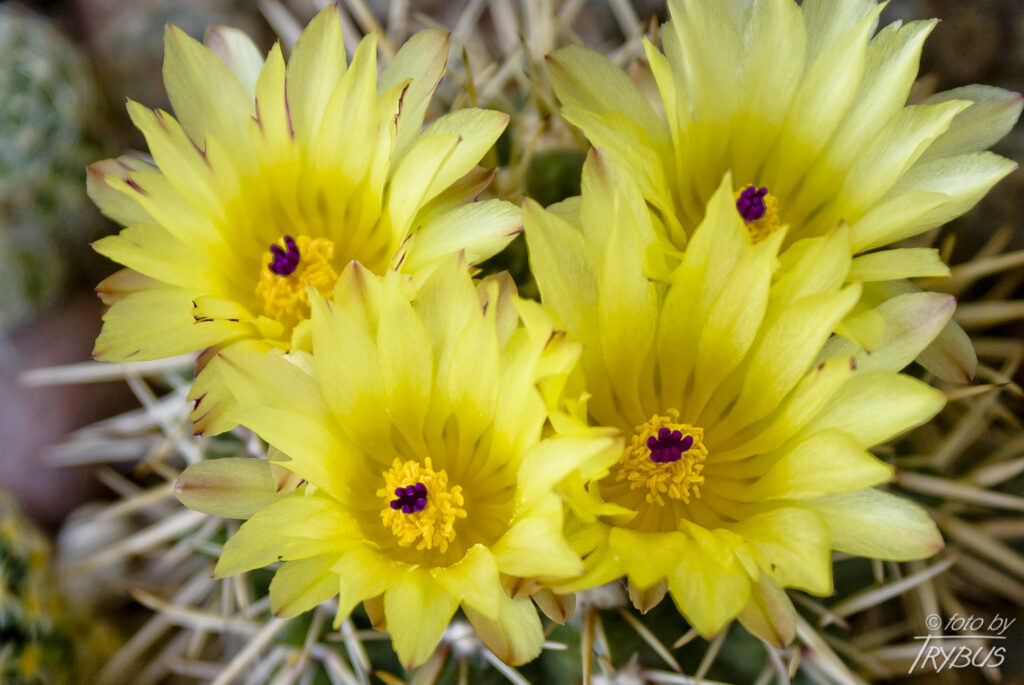 Fotografia przedstawia 4 kwiaty Parodii turecekiana. Jest to mały kaktus, zwykle rośnie samotnie. Ma kolor ciemnozielony, a czasami przy dużym nasłonecznieniu przebarwia się na fioletowo. Kwiaty ma żółte z ciemnofioletowym piętnem.