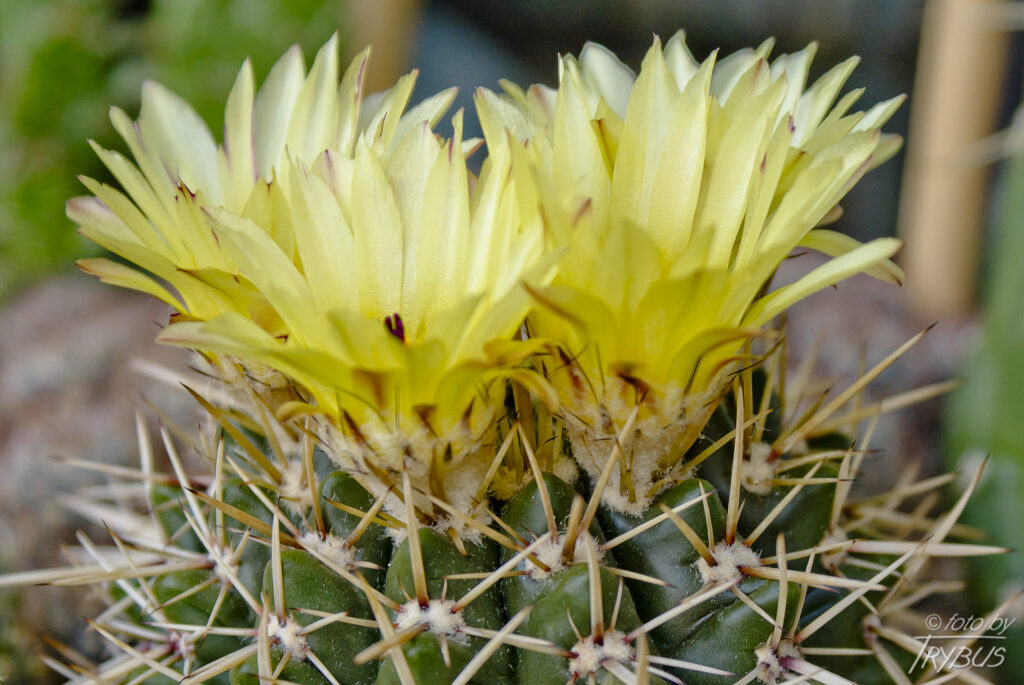 Fotografia przedstawia rozwijające się kwiaty Parodii turecekiana. Jest to mały kaktus, zwykle rośnie samotnie. Ma kolor ciemnozielony, a czasami przy dużym nasłonecznieniu przebarwia się na fioletowo. Kwiaty ma żółte z ciemnofioletowym piętnem.